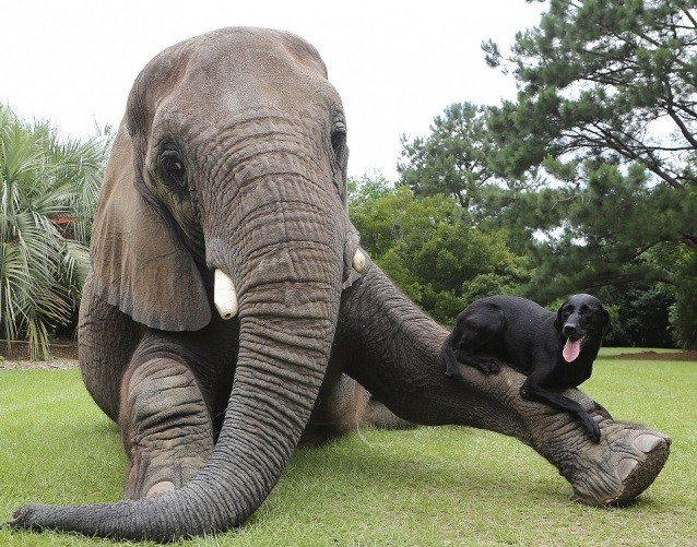 Необычная дружба животных-10