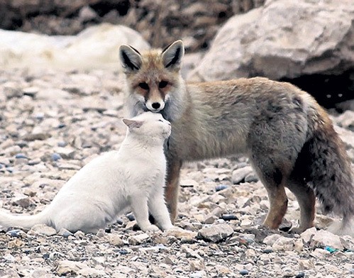 Необычная дружба животных-12