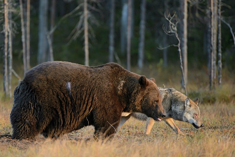 Необычная дружба животных-20