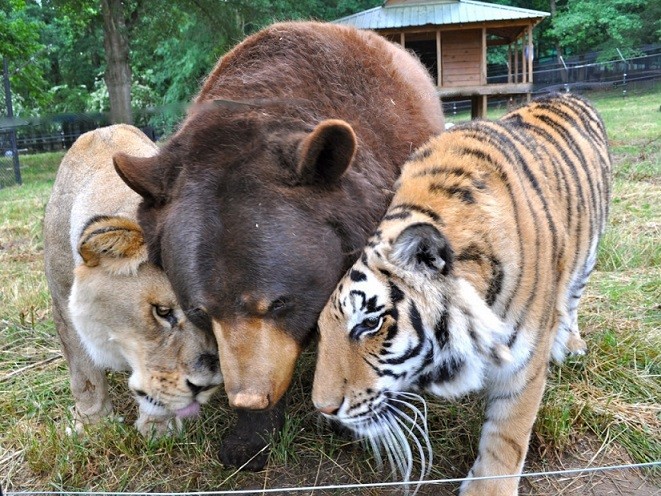 Необычная дружба животных-28