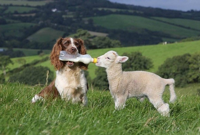 Необычная дружба животных-3