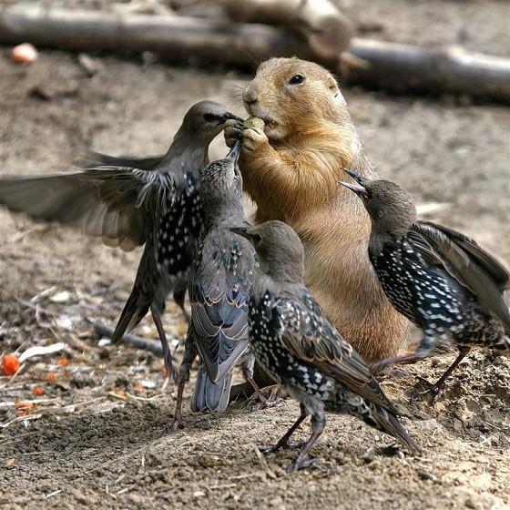 Необычная дружба животных-4