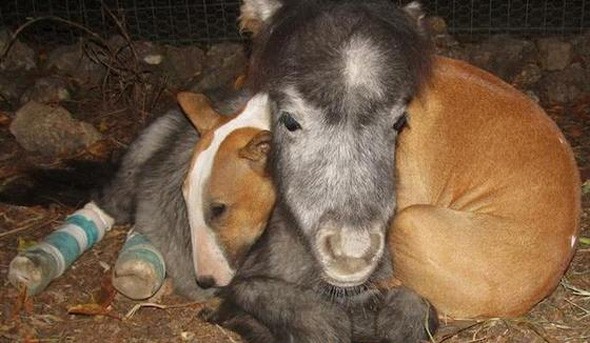 Необычная дружба животных-6