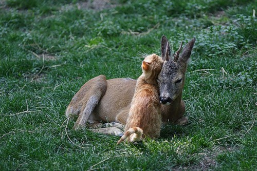 Необычная дружба животных-7