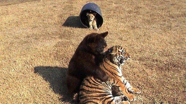 Необычная дружба животных-9