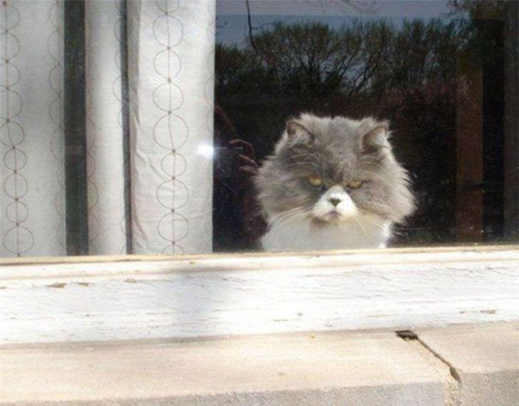 Коты, задумавшие убить хозяев-11