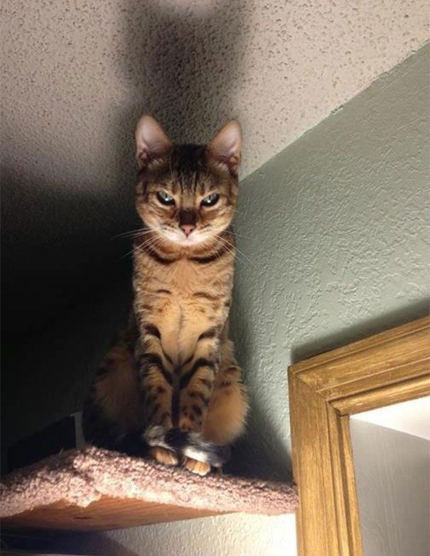 Коты, задумавшие убить хозяев-21