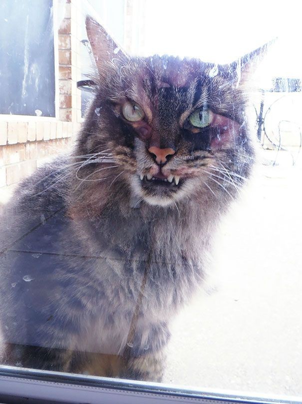 Коты, задумавшие убить хозяев-5