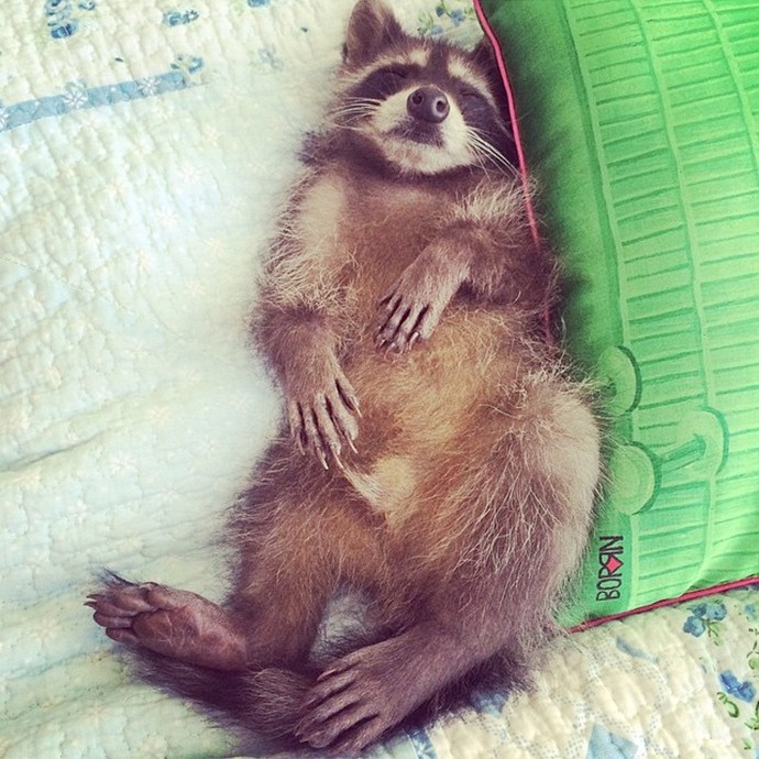 Милый енот Федор-10
