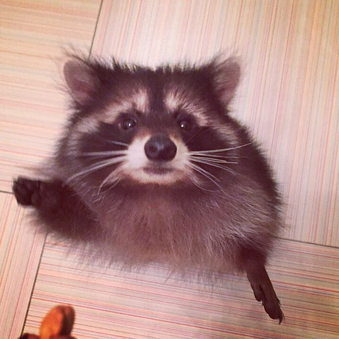 Милый енот Федор-12