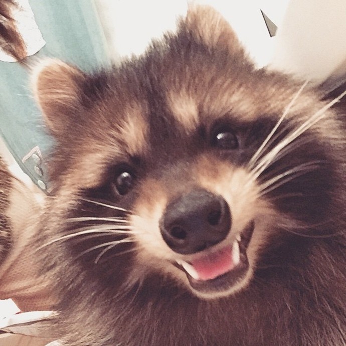 Милый енот Федор-13