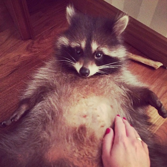 Милый енот Федор-14