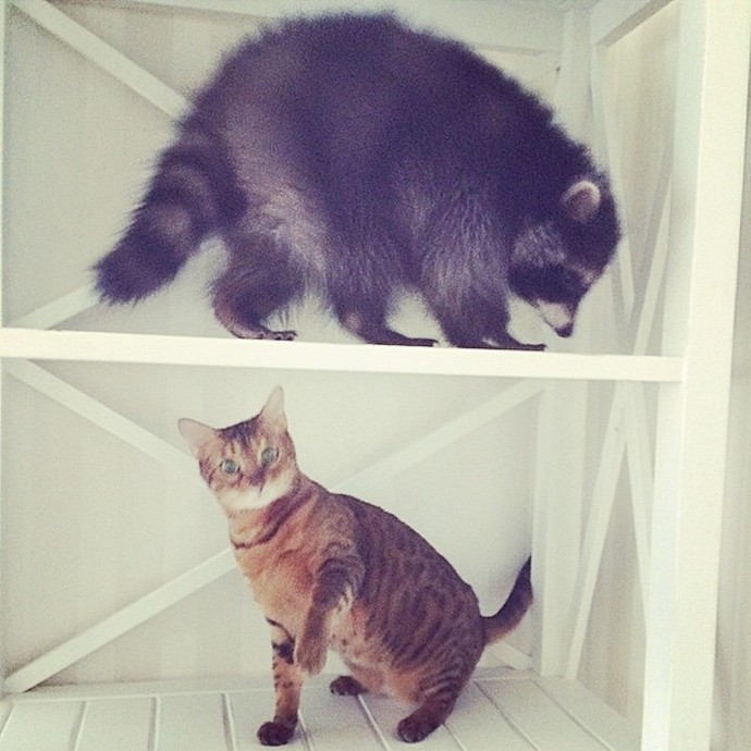 Милый енот Федор-15