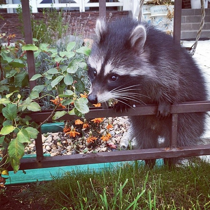 Милый енот Федор-16