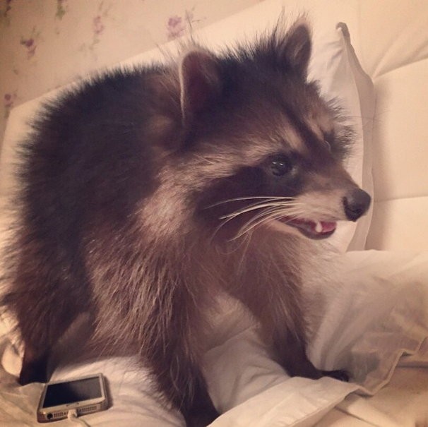 Милый енот Федор-18