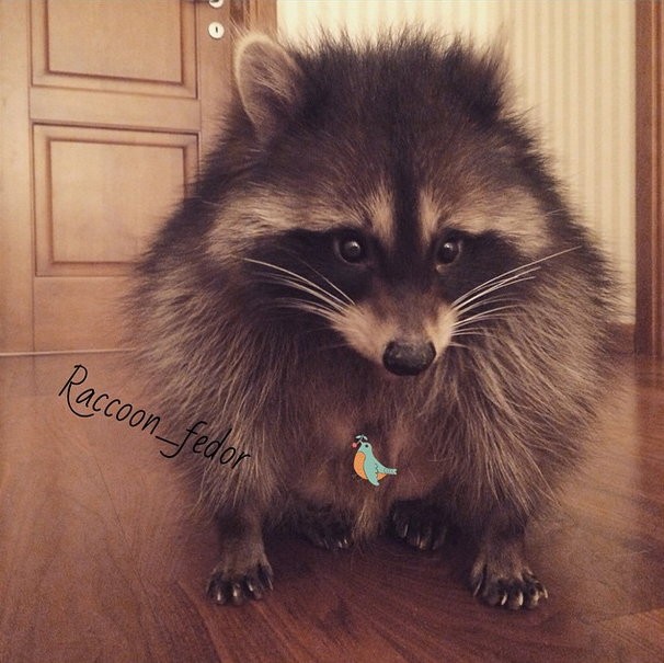 Милый енот Федор-19