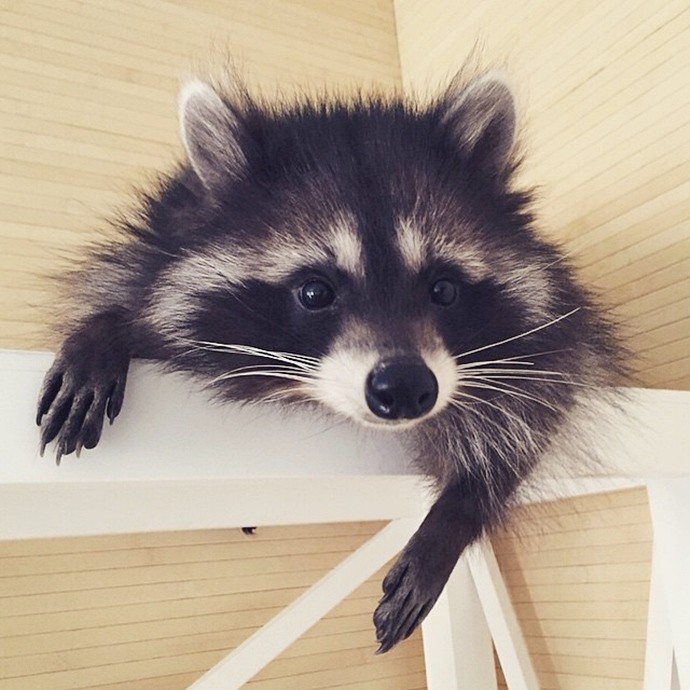 Милый енот Федор-2