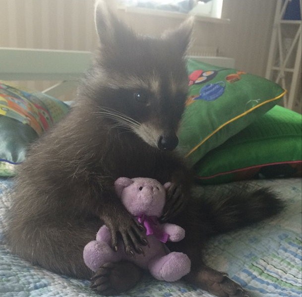 Милый енот Федор-20