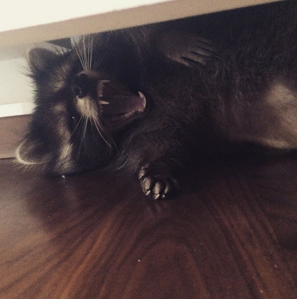 Милый енот Федор-21