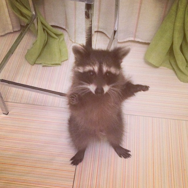 Милый енот Федор-22