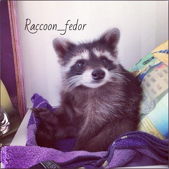 Милый енот Федор-3