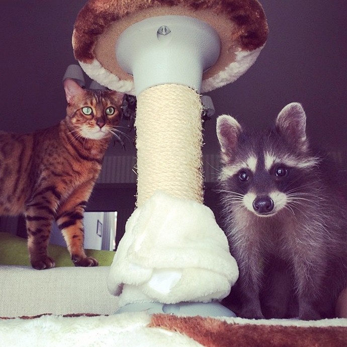 Милый енот Федор-4