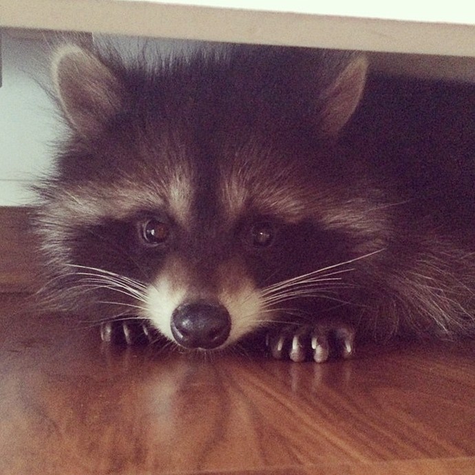 Милый енот Федор-5