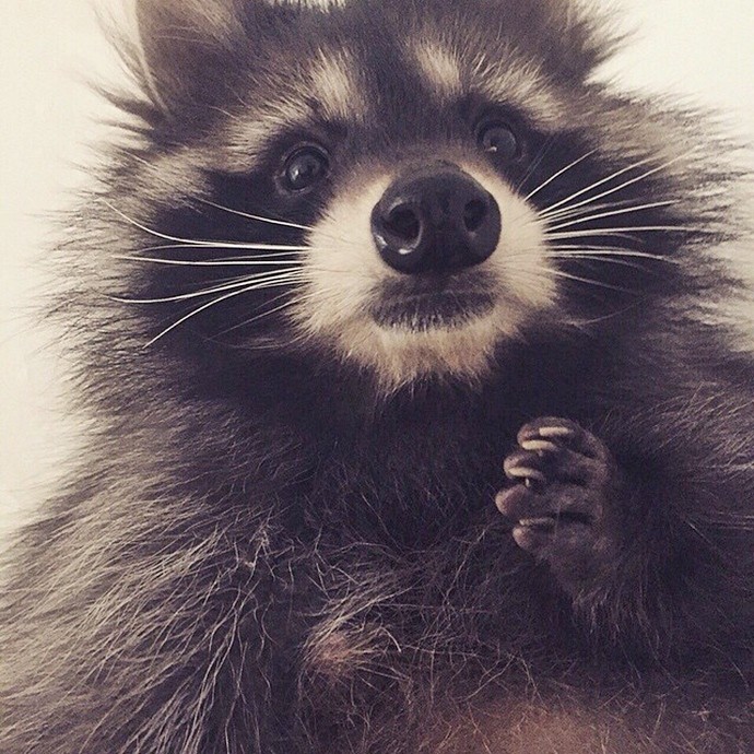 Милый енот Федор-7