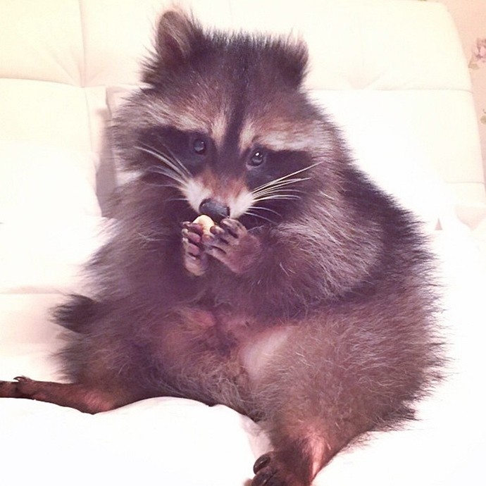 Милый енот Федор-8