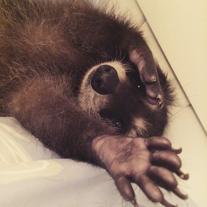 Милый енот Федор-9