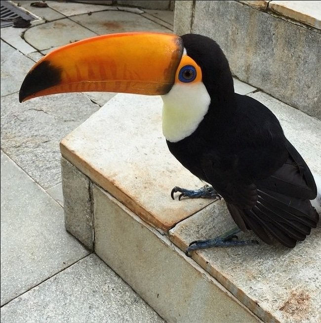 Экзотический пернатый питомец-5