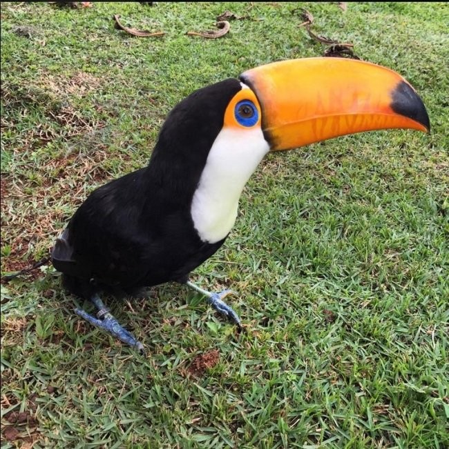 Экзотический пернатый питомец-6