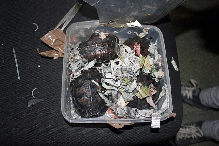 В домодедово поймали контрабандистку-2