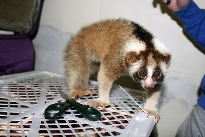 В домодедово поймали контрабандистку-3