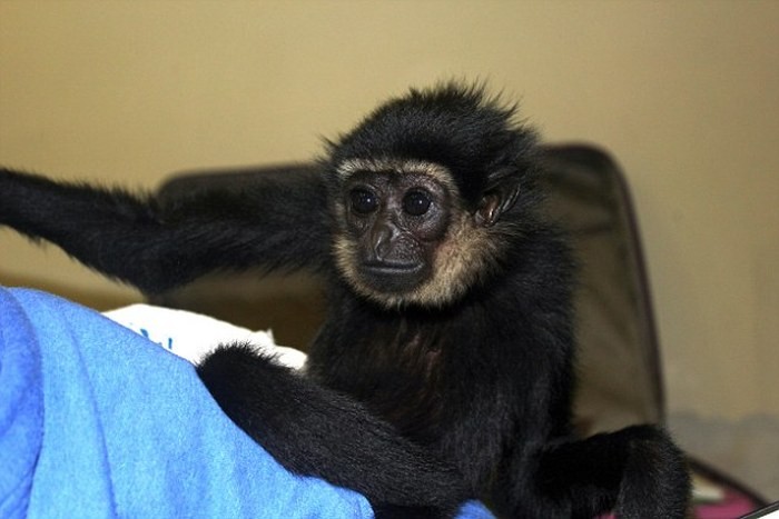 В домодедово поймали контрабандистку-4