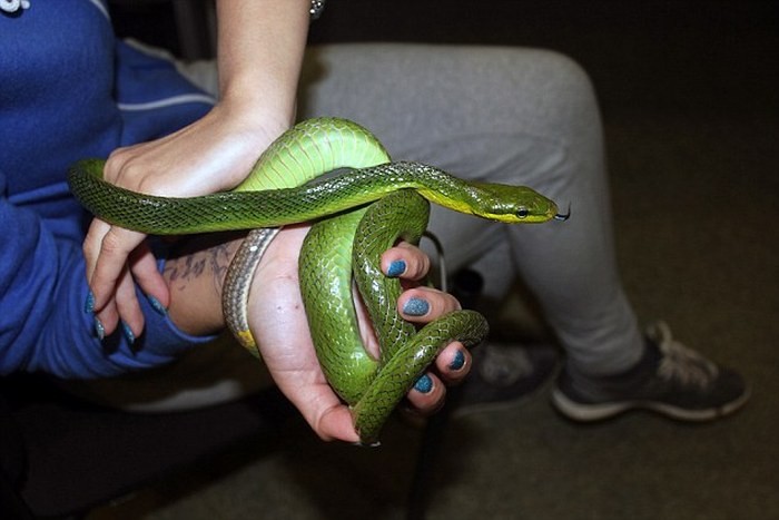 В домодедово поймали контрабандистку-6