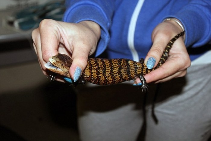 В домодедово поймали контрабандистку-7