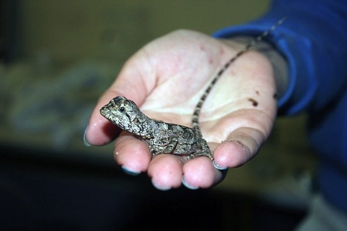 В домодедово поймали контрабандистку-8