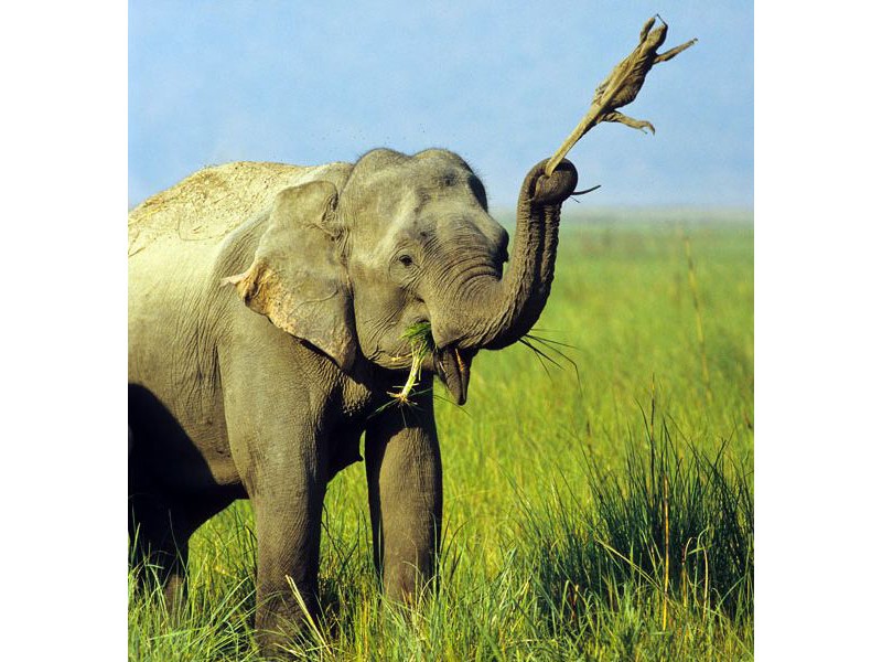 Схватки в дикой природе-1