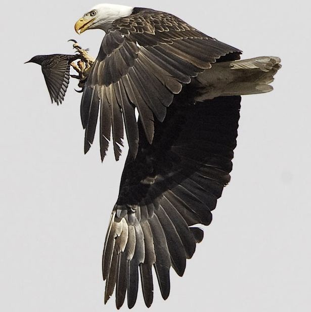 Схватки в дикой природе-13