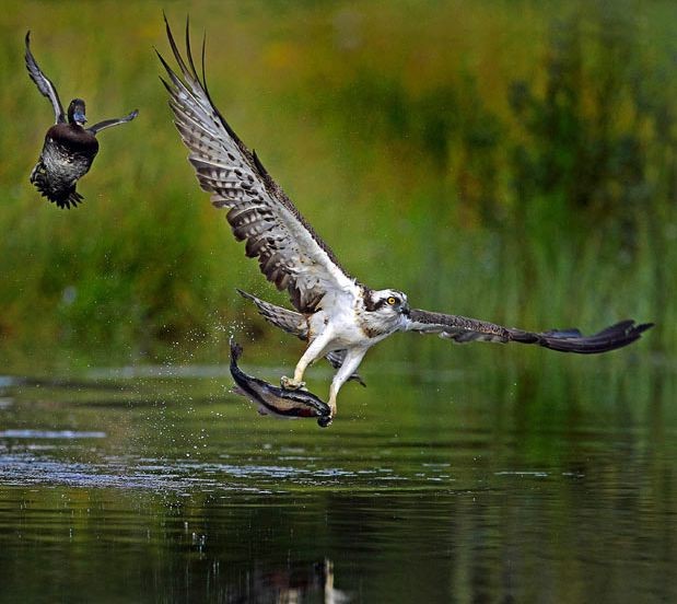Схватки в дикой природе-14