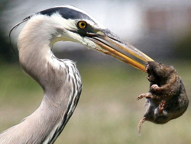 Схватки в дикой природе-17
