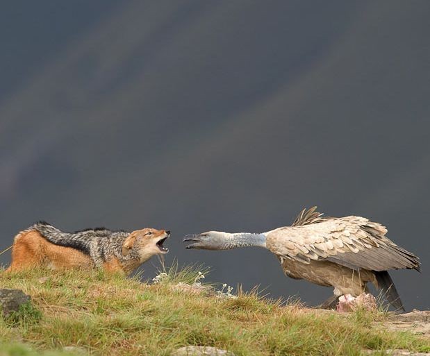 Схватки в дикой природе-21