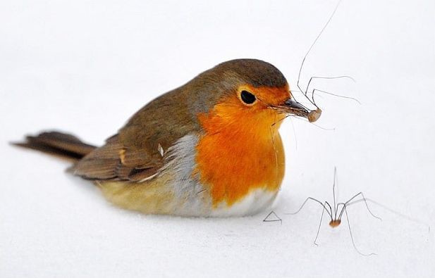 Схватки в дикой природе-23