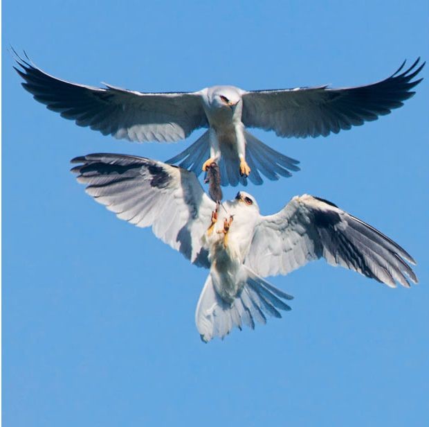 Схватки в дикой природе-26