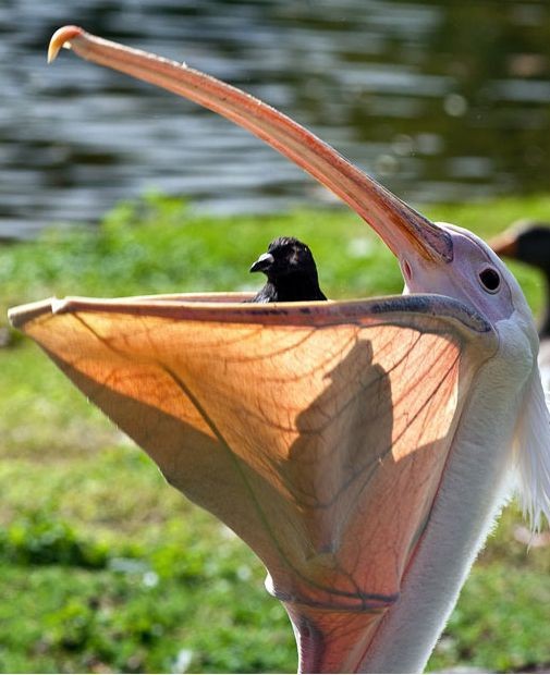 Схватки в дикой природе-4