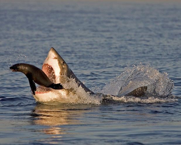 Схватки в дикой природе-5