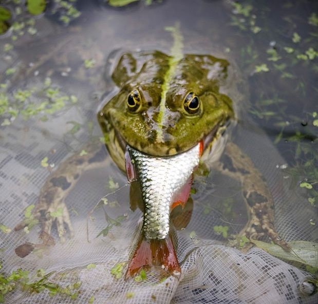 Схватки в дикой природе-9