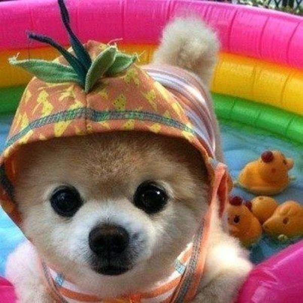 Возможно самый милый щенок на земле-1