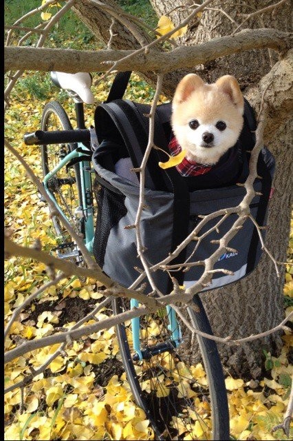 Возможно самый милый щенок на земле-10